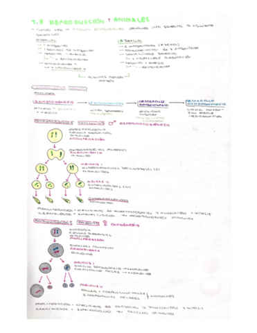 Tema-8-Reproduccion-animales.pdf