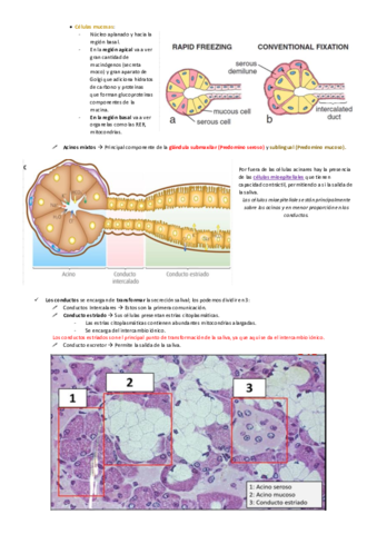 Estructura-y-funcion-de-las-glandulas-salivales-II.pdf