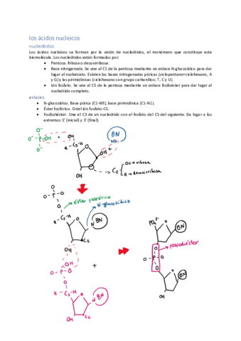 unidad-5-acidos-nucleicos.pdf