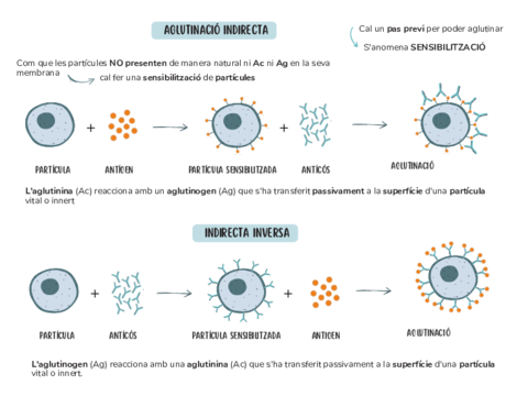 Aglutinacio-indirecta.pdf