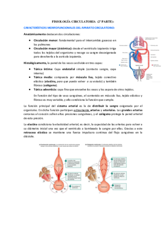 fISIOLOGIA-CIRCULATORIA.pdf