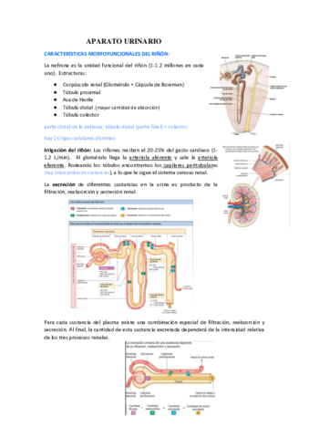 APARATO-URINARIO.pdf