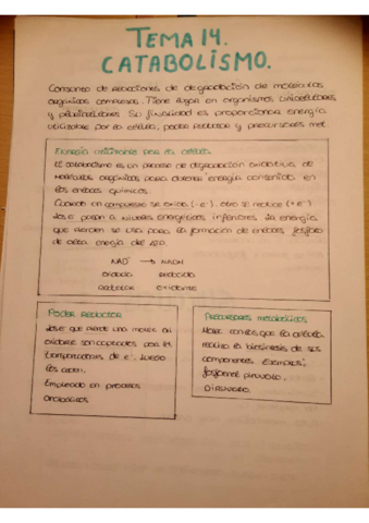 tema-catabolismo-y-anabolismo.pdf