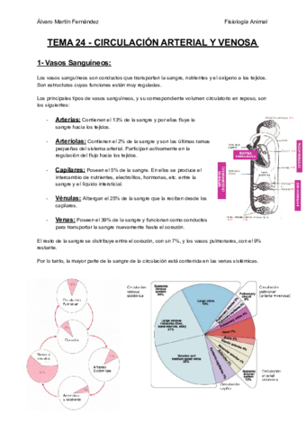 TEMA-24-CIRCULACION-ARTERIAL-Y-VENOSA.pdf