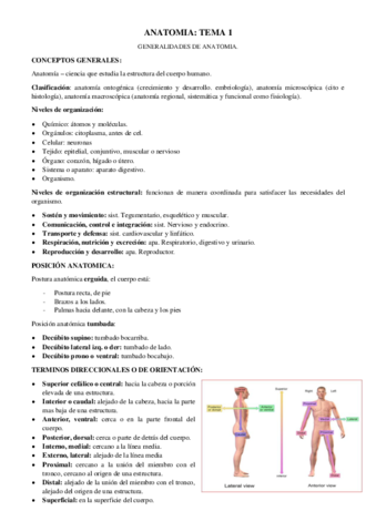 Anatomia Tema 1 2 Y 3 Pdf