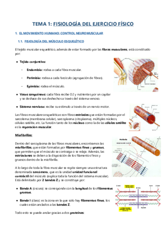 ALIMENTACION-DEPORTISTA.pdf