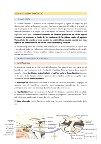 TEMA-6-SISTEMA-ENDOCRINO.pdf