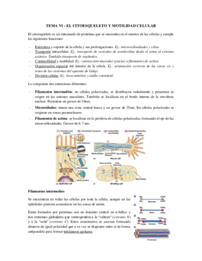 Tema 6  - Citoesqueleto y Motilidad Celular.pdf