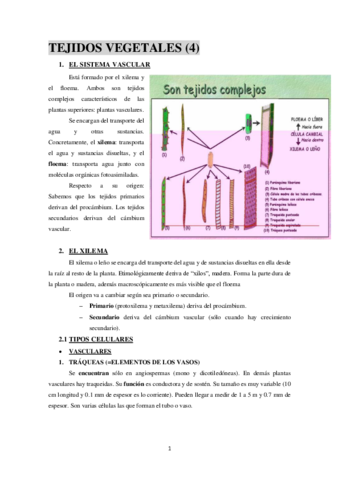 TEJIDOS-VEGETALES-4.pdf