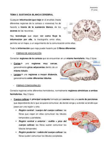 TEMA-5-anatomia.pdf