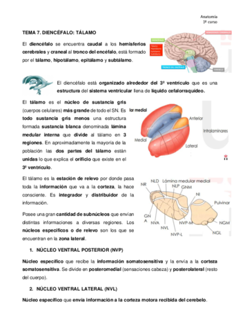 TEMA-7-anatomia.pdf