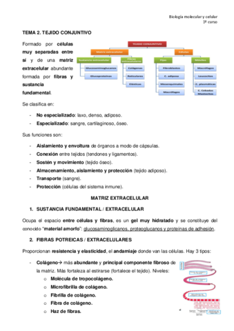 TEMA-2-tejido-conjuntivo.pdf