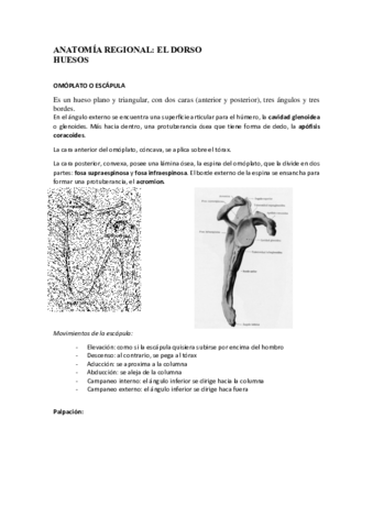 ANATOMIA-REGIONAL.pdf