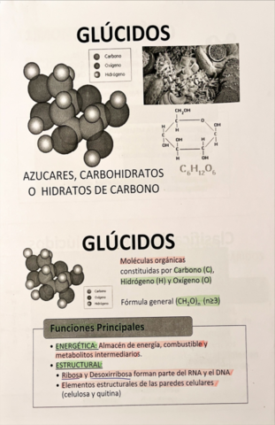 Tema 2 Glúcidos.pdf