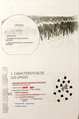 Tema 3 Lípidos.pdf