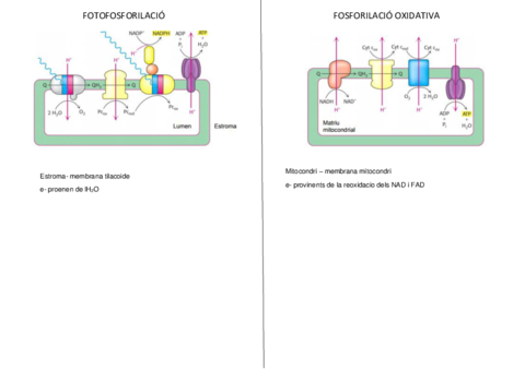 Fotofosforilacio-VS-Fosforilacio-oxidativa.pdf