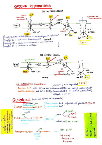 ESQUEMAS-BIOQUIMICA-II.pdf