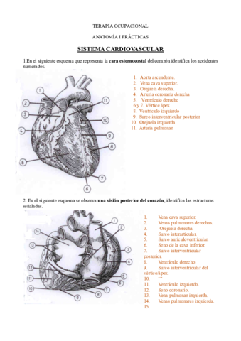 Practicas-cardiovascular.pdf