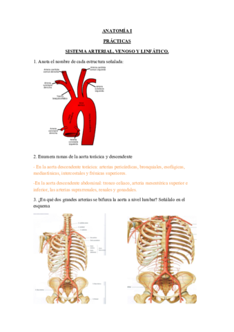 Practicas-arterias.pdf