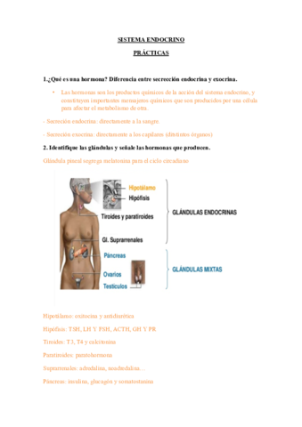 SISTEMA-ENDOCRINO-practicas21.pdf