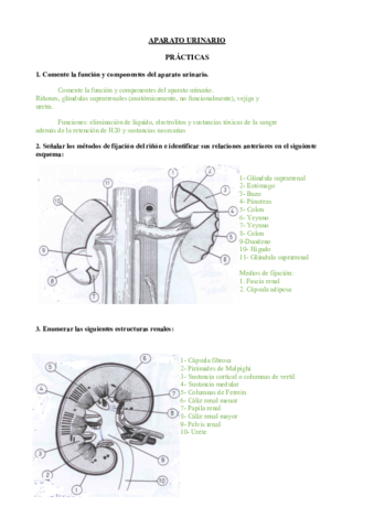 UROLOGIA.pdf