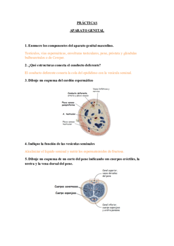 PRACTICAS-genital.pdf