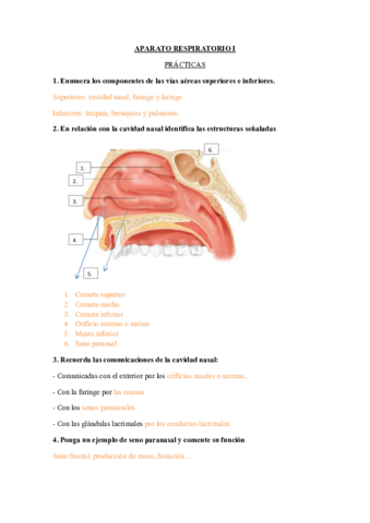 Practicas-respiratorio-.pdf