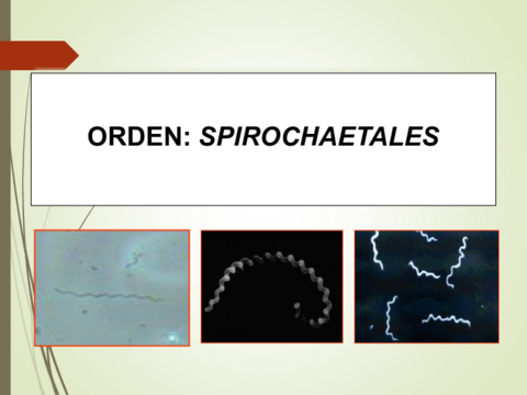 PresentacionTema-9Parte-VBorrelias-Leptospiras-1.pdf