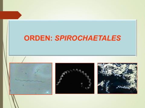 PresentacionTema-9Parte-VEspiroquetas-.pdf