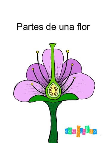 partes-de-una-flor-edufichas.pdf