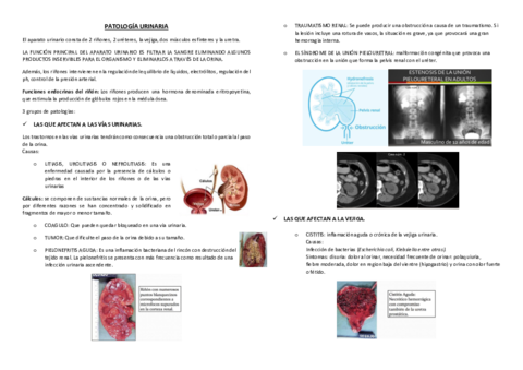 PatologiaUrinaria-1.pdf