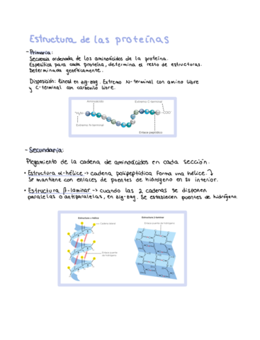 Estructura-proteinas-.pdf