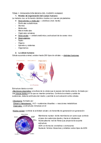 ANATOMIA-T-1.pdf