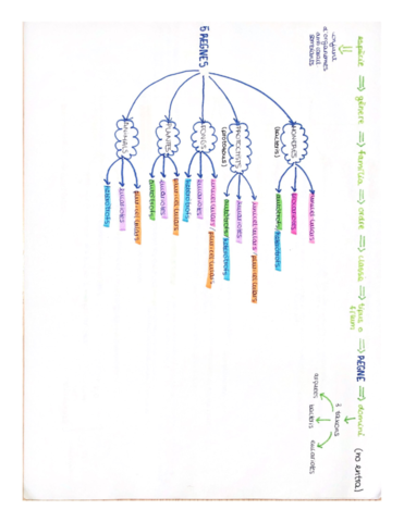 Esquemas-Microorganismes-.pdf