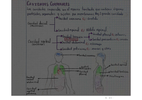 CAVIDADES-CORPORALES-2.pdf