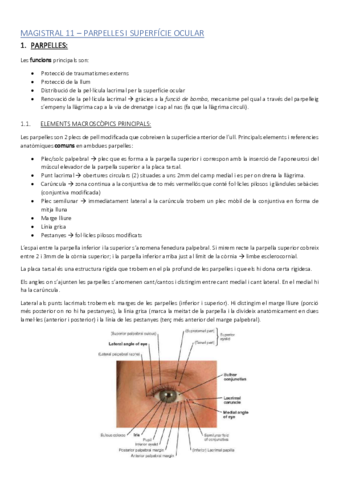 ACMAGISTRAL11catala.pdf