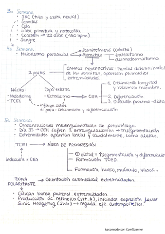 Embriologia-.pdf