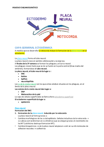 CAPA-GERMINAL-ECTODERMICA.pdf