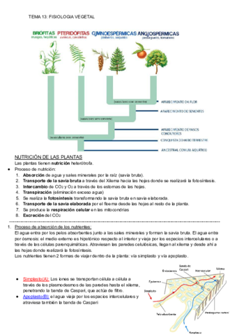 TEMA13-FISIOLOGIA-VEGETAL-1.pdf