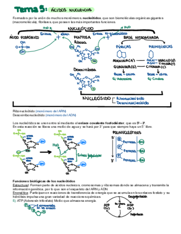Acidos-nucleicos.pdf