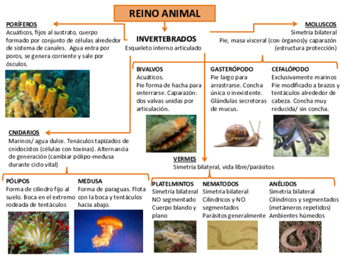 Reino-animal.pdf