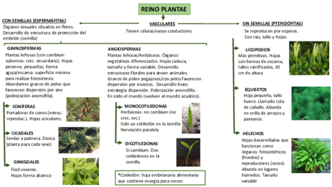Reino-Plantae-1.pdf