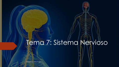 Tema-7.pdf