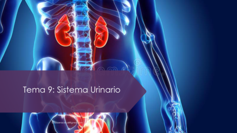 Tema-9-sistema-urinario.pdf