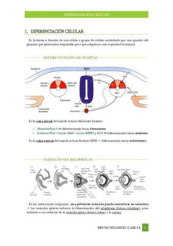 Diferenciacion-celular-Tema-15.pdf