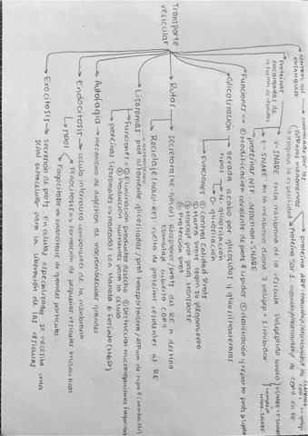 Transporte-Vesicular.pdf