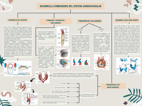 Embriologia-Mapa-de-Embriologia-del-Sistema-Cardiovascular.pdf