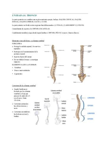 ANATOMIA-4.pdf