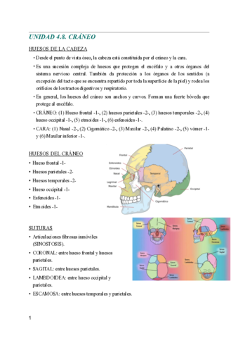 ANATOMIA-4.pdf