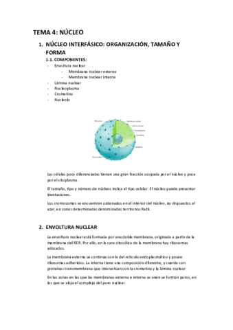 Apuntes-T4-nucleo-celular.pdf